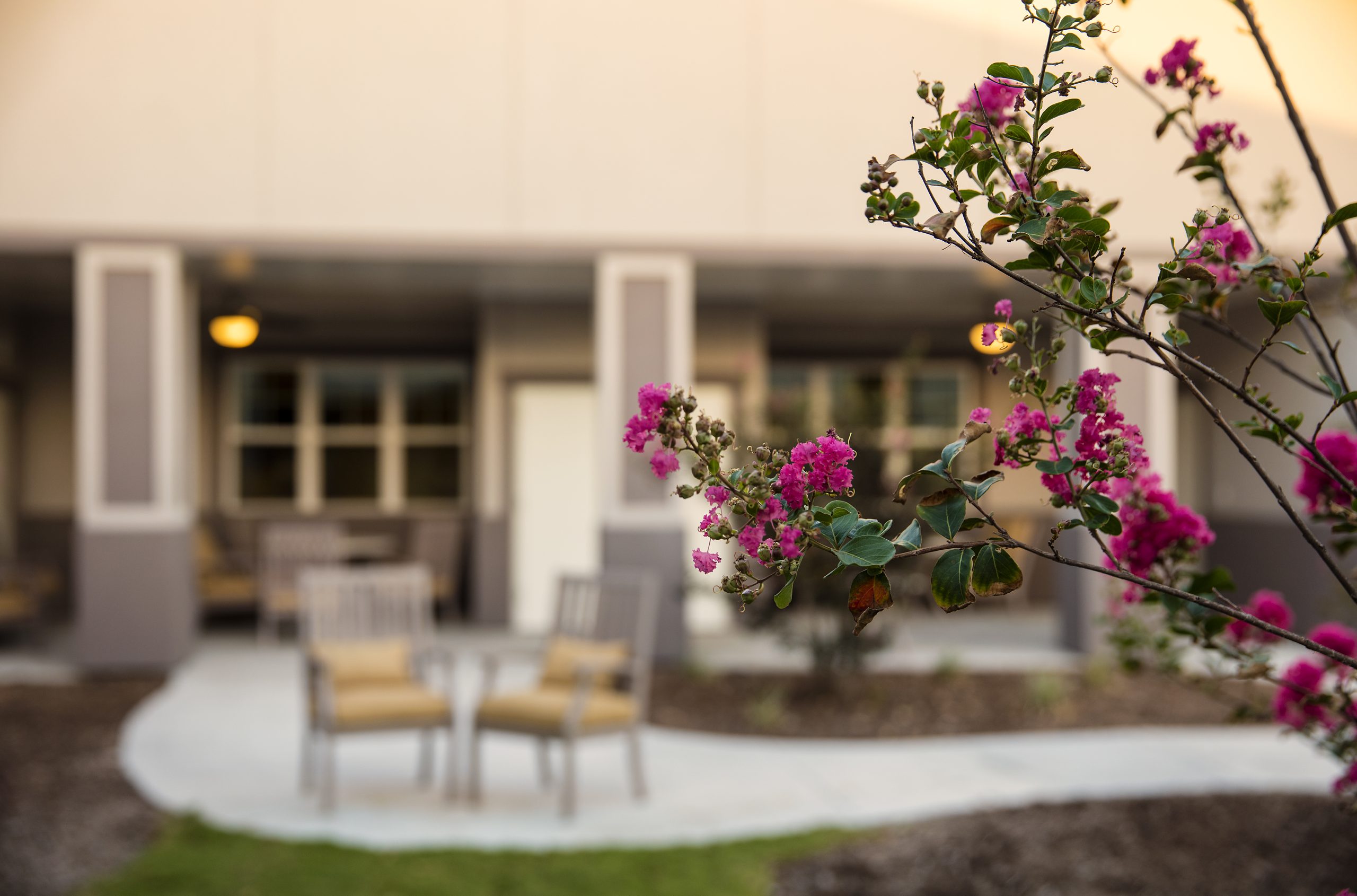 In focus a bush with pink flowers, and out of focus is a courtyard with outdoor furniture
